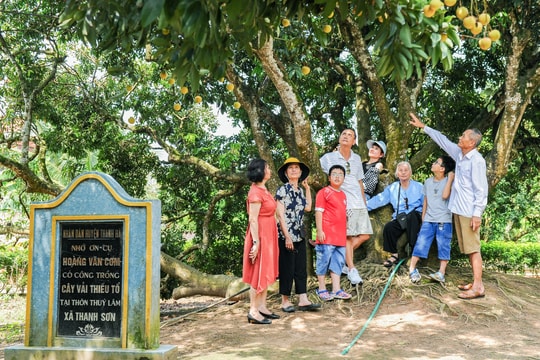 Lượng khách đến tham quan cây vải tổ ở Thanh Hà tăng gấp 3 lần