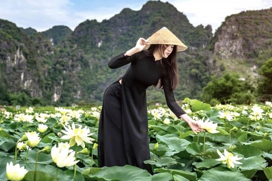 Mùa sen nở rộ dưới núi đá vôi hùng vĩ Ninh Bình