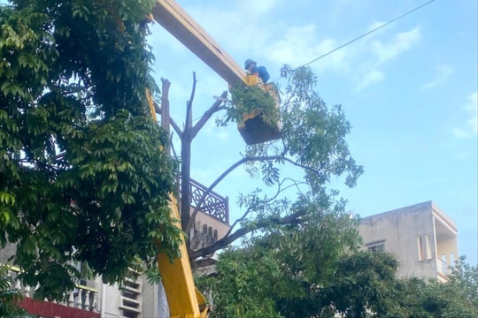 TP Hải Dương cắt tỉa cây xanh đề phòng mưa bão