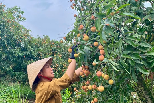 Vải thiều Thanh Hà chính vụ giá 35.000 đồng/kg