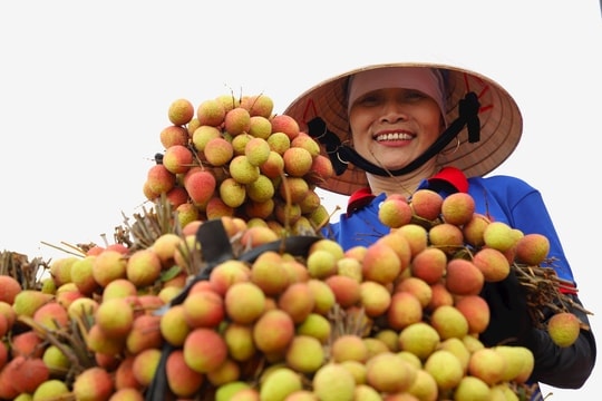 Về quê em đi anh