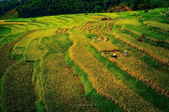 Mùa vàng ở Pù Luông