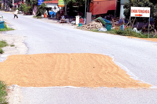 Phơi thóc chiếm nửa đường liên xã