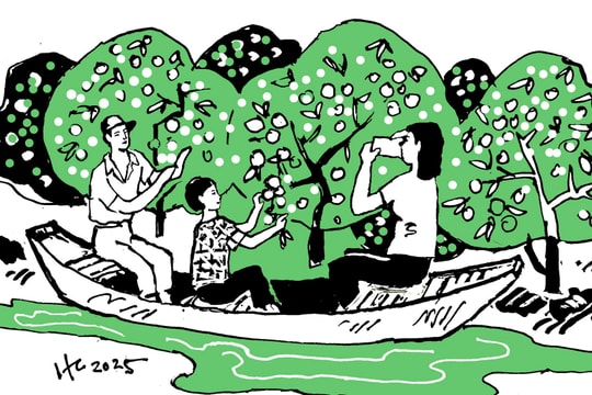 Vườn vải quê em