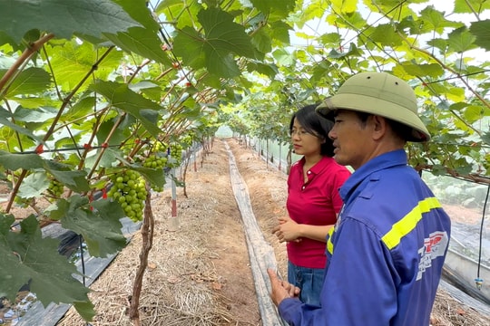 Màu xanh trở lại những cánh đồng ở Kinh Môn từng bị bão Yagi tàn phá