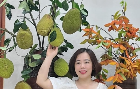 Quả mít, cành roi, chùm vải 'lên bình' đẹp lạ, gây sốt mạng