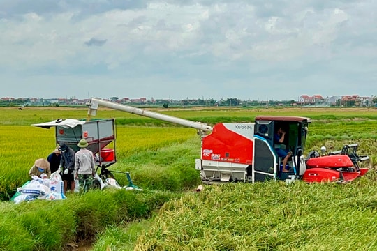 Giá thóc tươi bán tại ruộng giảm nhưng nông dân vẫn có lãi