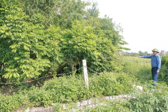 Kim Thành phủ xanh bãi rác