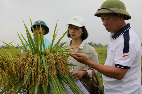 Giống lúa nếp King 6 cho lợi nhuận cao