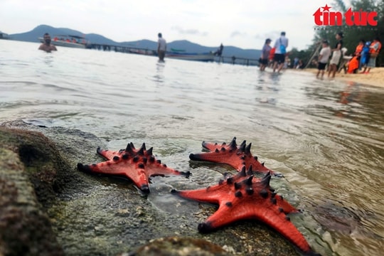 Trải nghiệm câu mực đêm và ngắm sao biển ở đảo ngọc Phú Quốc