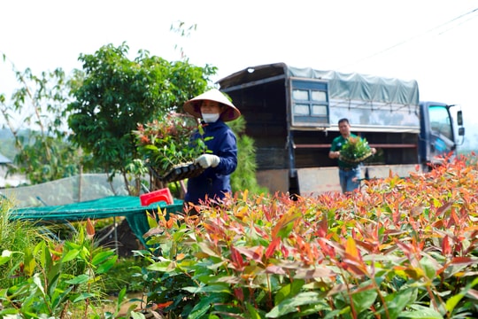 Hải Dương có 50 tổ chức, cá nhân buôn bán giống cây trồng đã cung cấp thông tin với Sở Nông nghiệp và Môi trường