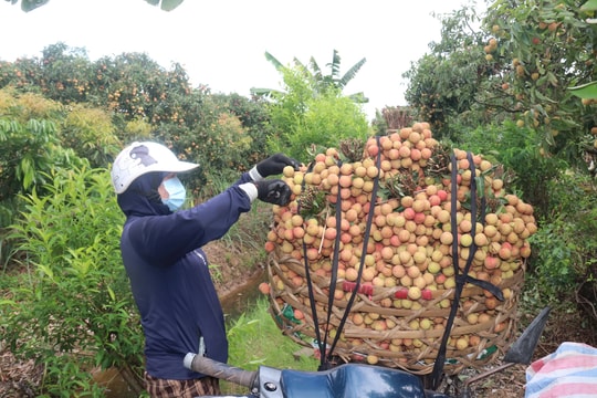 Nông dân Thanh Hà đã thu hoạch khoảng 28.000 tấn vải