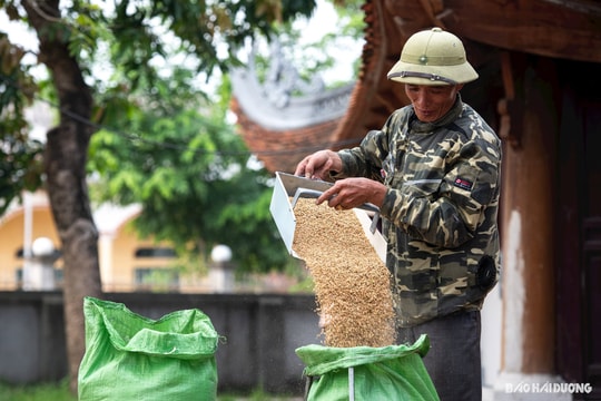 Mùa vàng hong thóc sân đình