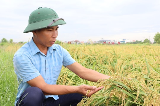 Vùng lúa hàng hóa chất lượng cao ở Bình Giang thắng lớn