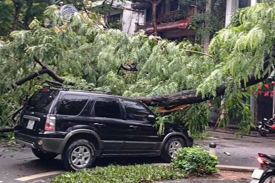 Cây đổ trúng 3 ô tô trên phố Tràng Thi, Hà Nội