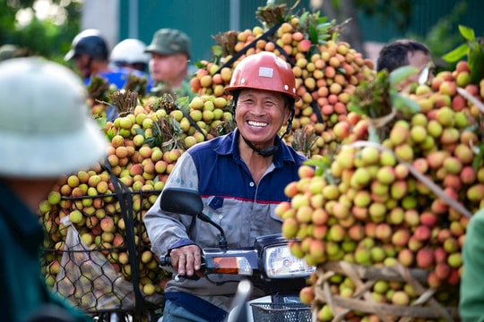 Nông dân xã Thanh Quang (Thanh Hà) thu khoảng 455 tỷ đồng từ vải sớm