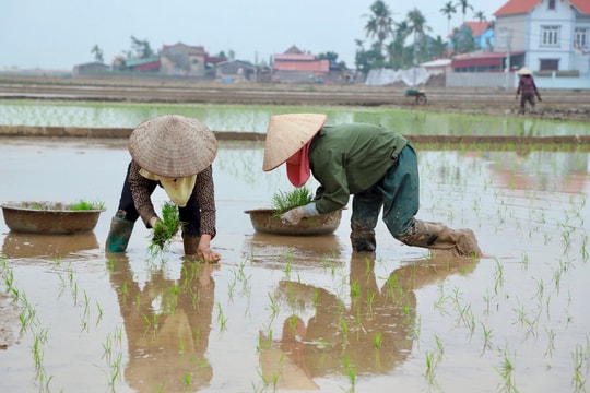 Hải Dương mới gieo cấy khoảng 350 ha lúa mùa sớm