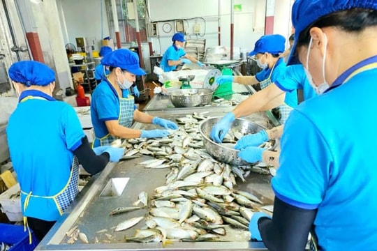 Cá mòi kho Kiến Thụy - Sản phẩm OCOP sắp vươn tầm quốc tế