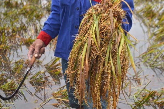 Thu hoạch lúa đông xuân chậm