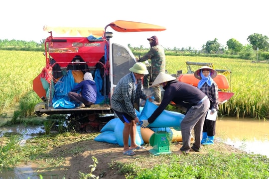 Xã Chí Minh thắng lớn vụ lúa hữu cơ