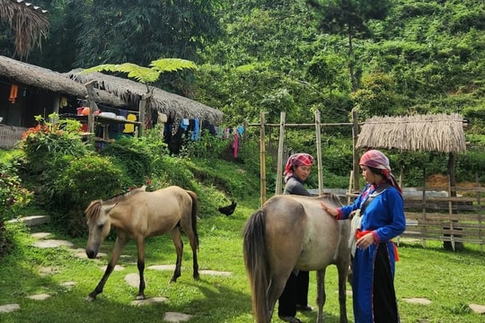Bản Liền xanh mướt ở Lào Cai gây sốt, nhiều homestay kín lịch đặt phòng