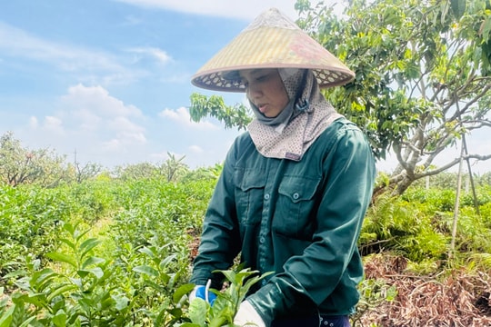 Hiệu quả từ trồng chanh không lấy quả