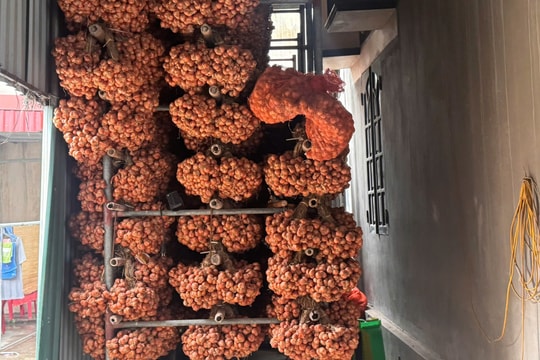 Giá hành khô giảm mạnh