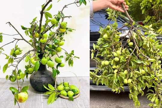 Thị thơm vào mùa, chị em lùng mua cả cành về chưng nhà