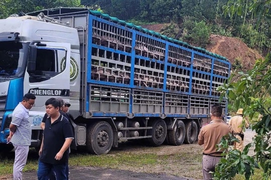 Công an Phú Thọ phát hiện, ngăn chặn và tiêu hủy 14 tấn lợn bị dịch tả châu Phi
