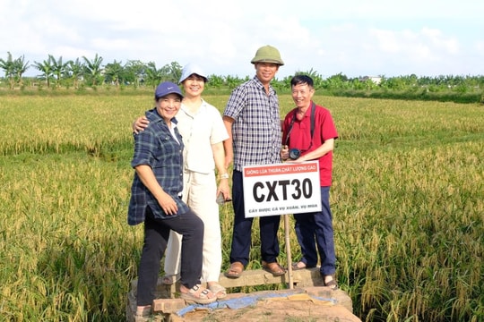 CXT30 - giống lúa thích ứng với các vùng khai thác rươi, cáy bền vững