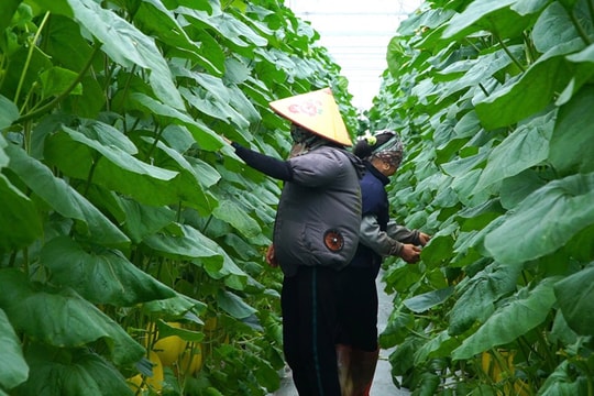 Hợp tác xã Tân Minh Đức chủ động ứng phó với bão số 3