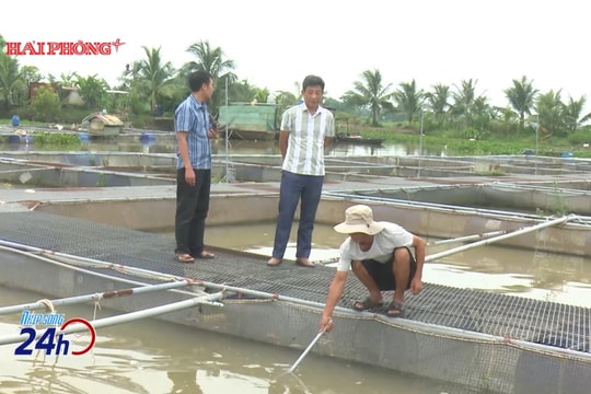 Chủ động bảo vệ cá lồng trước diễn biến bão số 3