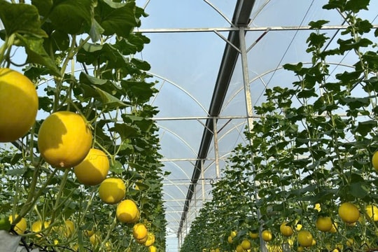 Âu Việt Farm tháo dỡ 14.000 m² nhà màng để giảm thiệt hại