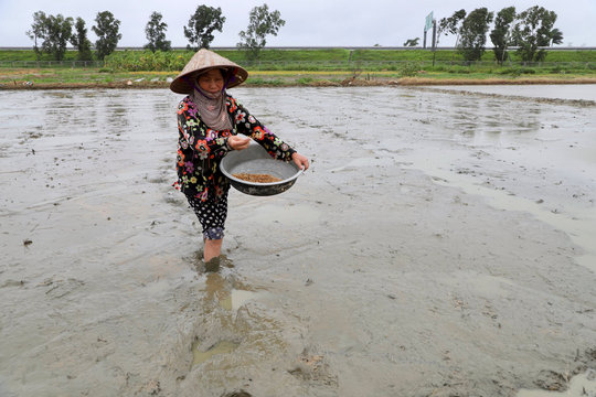 Bão tan, nông dân Hải Phòng khẩn trương xuống đồng
