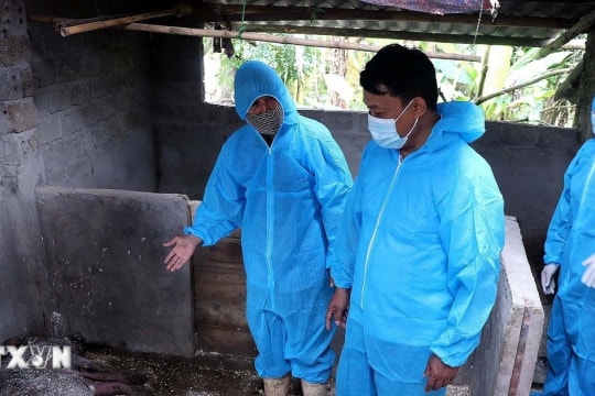 Dịch tả lợn châu Phi tiếp tục lây lan mạnh tại Thái Nguyên