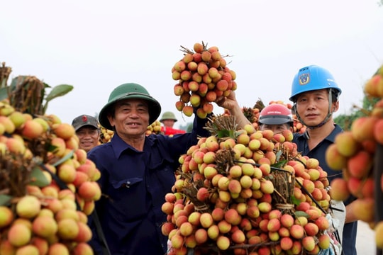Hai Phong’s renowned agricultural products
