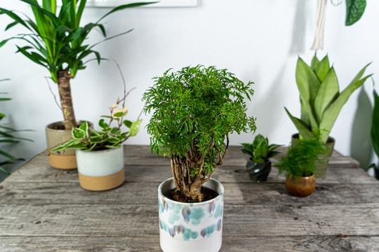 Ý nghĩa phong thủy của cây đinh lăng