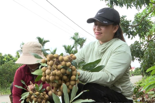 Nhãn vào vụ, hứa hẹn mùa bội thu