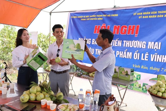 Nâng tầm ổi lê Đông Tạ