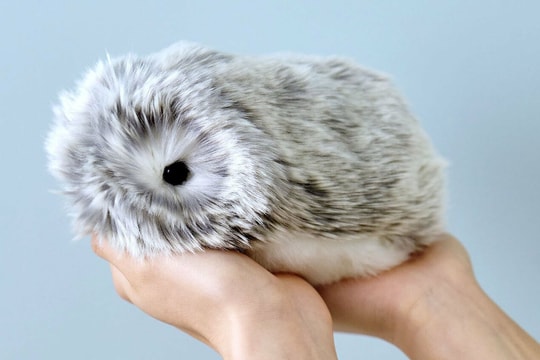 Trào lưu nuôi robot thú cưng ở Nhật Bản