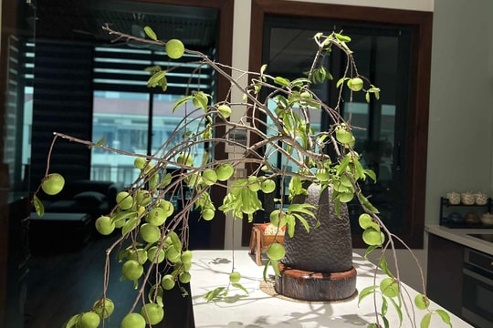 Thú chơi cành quả thị