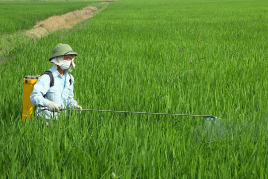 Phòng sâu cuốn lá nhỏ lứa 5 gây hại diện rộng