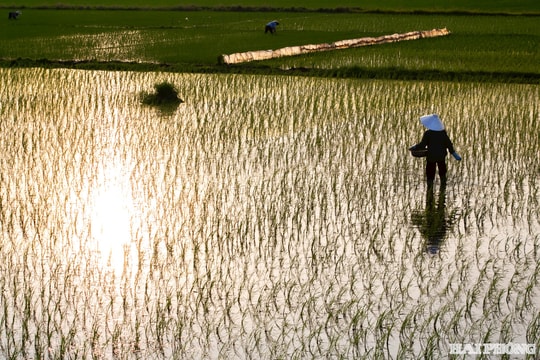 Mẹ ta áo mỏng ta thương