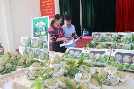 Thương lái bao tiêu tận vườn, na bở An Sơn – Liên Khê được giá