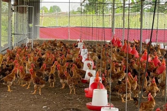 Hai giống gà nuôi an toàn sinh học được thị trường ưa chuộng