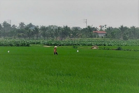 Hơn 95.000 ha lúa, cây rau màu vụ hè ở Hải Phòng an toàn sau mưa lớn