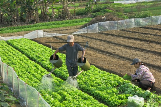 Xây dựng các vùng cây, rau màu an toàn, tăng sức cạnh tranh, hướng đến xuất khẩu