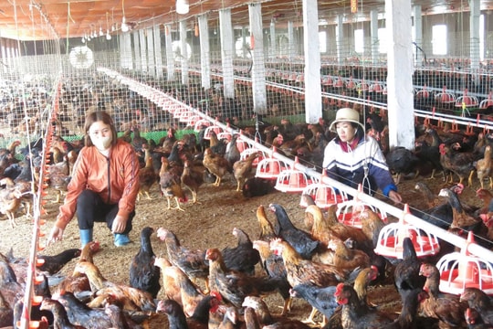 Xử lý ô nhiễm môi trường trong chăn nuôi