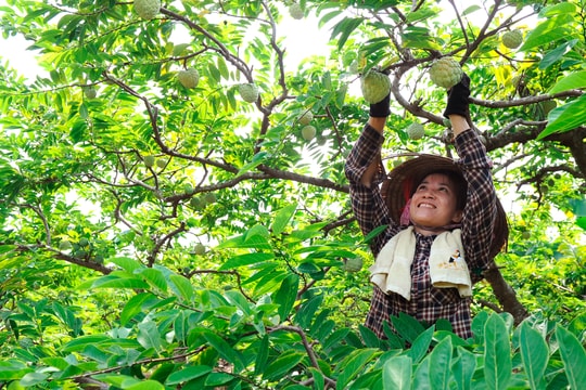 Không gieo trồng trong thời gian mưa bão