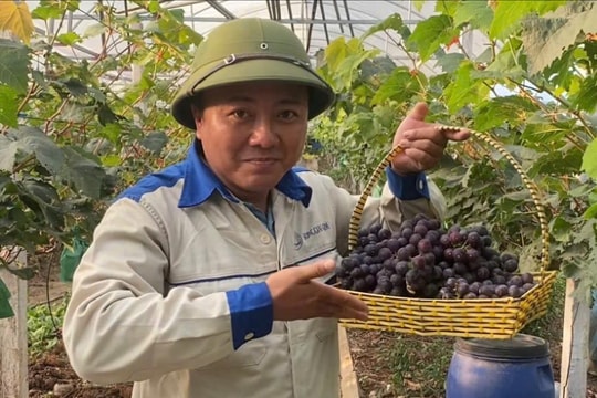 Anh Đoàn Văn Duy làm nông nghiệp xanh, sạch, bền vững